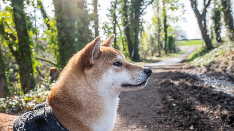 日本国犬秋田犬高清桌面壁纸