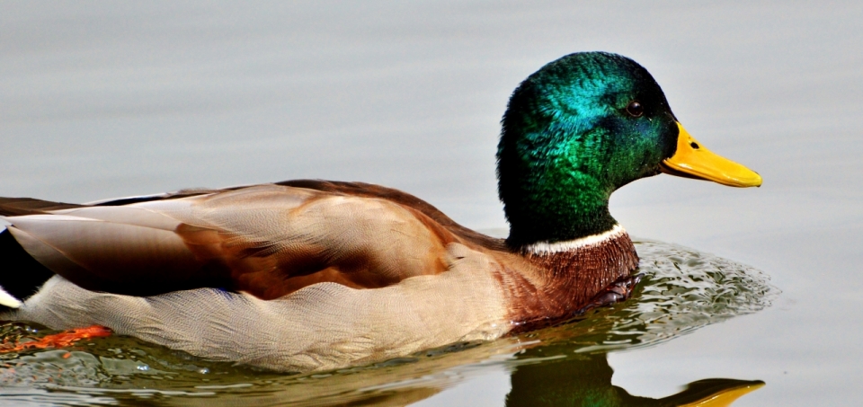 在平静水面上游泳的绿头鸭