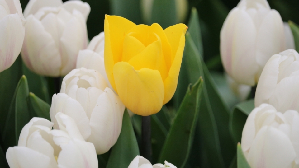 清新美丽白色黄色花朵郁金香自然植物