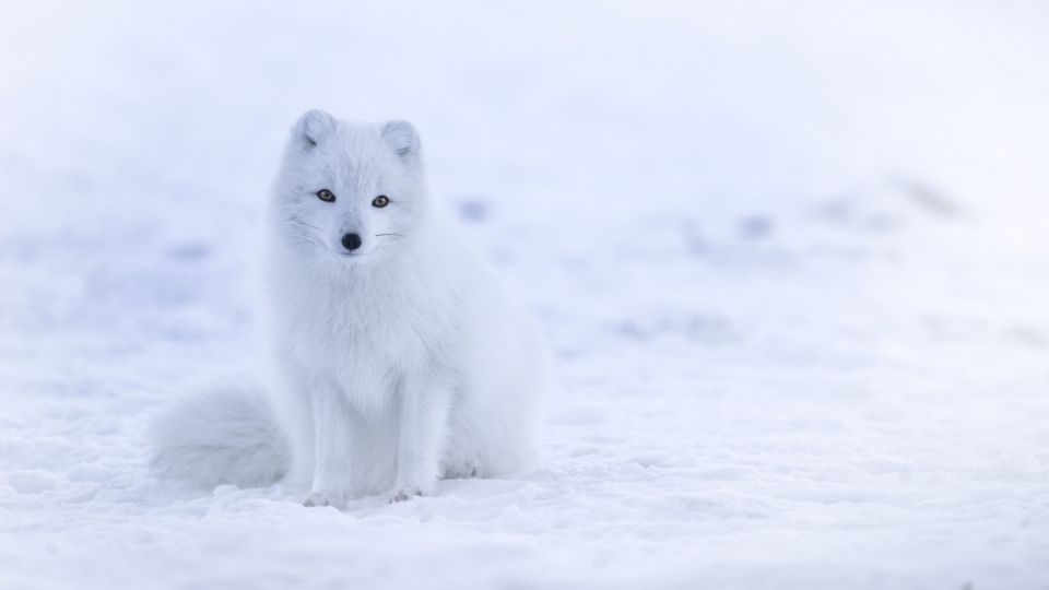 北极狐唯美自然风景风光优美夏日清凉高清壁纸