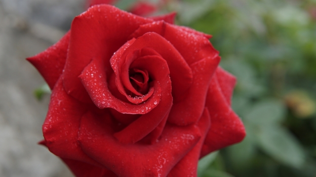 红玫瑰高清桌面壁纸