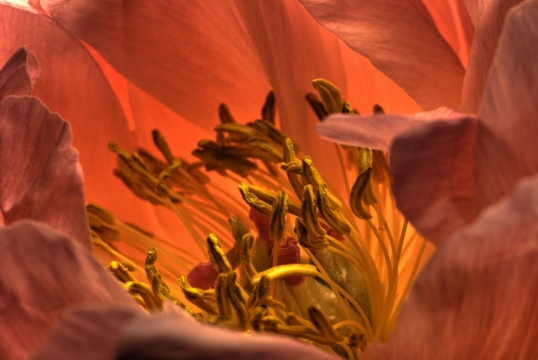 高清近距离红色花朵中的花蕊