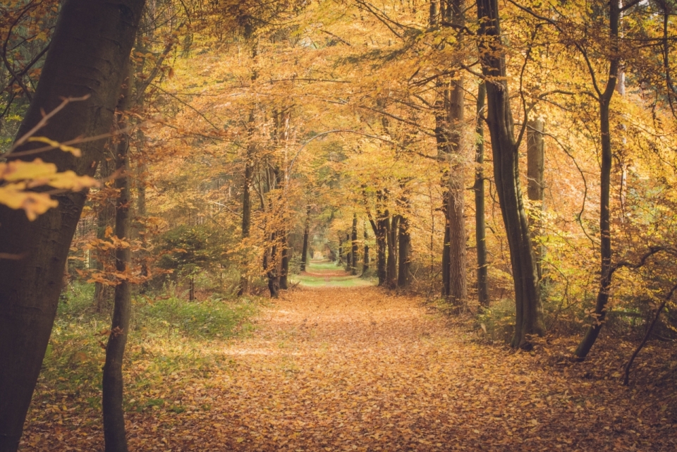 秋天金色枫树林草地枯黄落叶道路