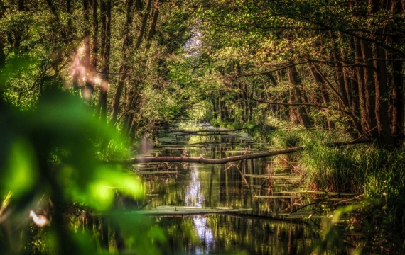 丛林深处茂密绿植流淌绿藻溪流