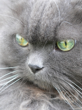 绿色眼睛可爱宠物英国短毛猫面部特写