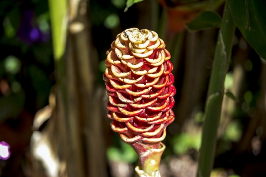 阳光森林中红色花苞绿色枝叶自然植物