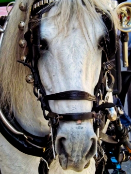 一匹穿着马具的白色骏马正脸特写