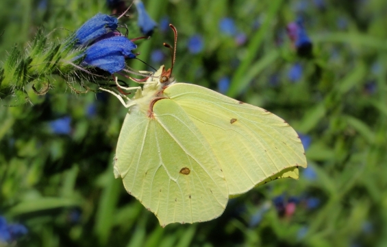 微距摄影_蓝色白色绿色叶子植物上白色蝴蝶