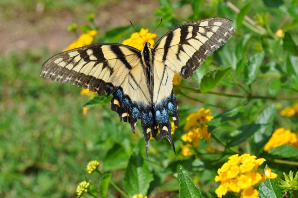 绿色花丛中黄色花朵上黑黄色蝴蝶翅膀摄影