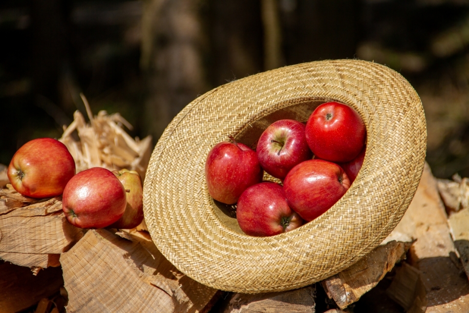 户外地面草帽中新鲜美味健康红色苹果