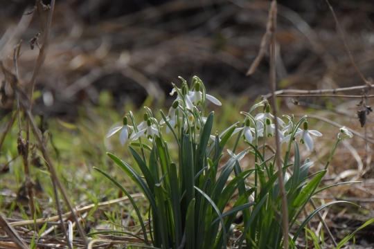户外自然白色花朵绿色叶子清新植物