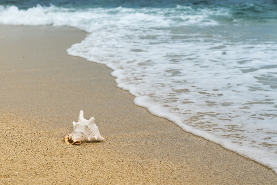 阳光自然大海沙滩边白色海螺贝壳