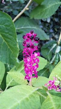 树丛中正在开花结果的紫色植物植物摄影