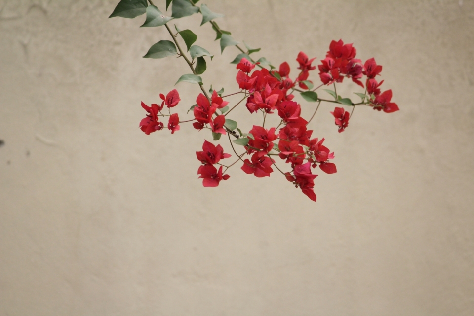 墙壁前绿色叶子红色花朵植物