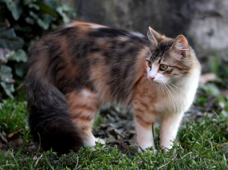 户外自然绿色草坪可爱长毛宠物猫