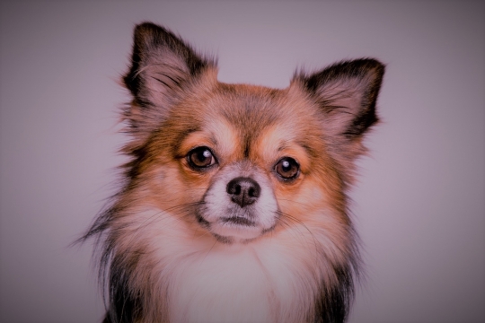 室内幼小可爱棕色犬类动物