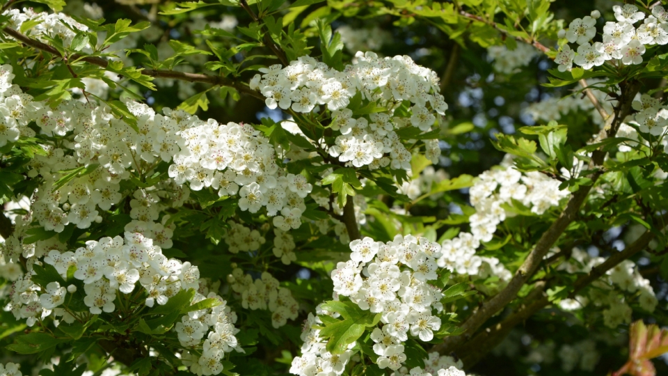 山楂花高清桌面壁纸