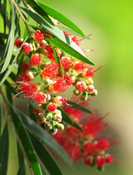 微距摄影_清新草丛间红色花朵诱人美拍