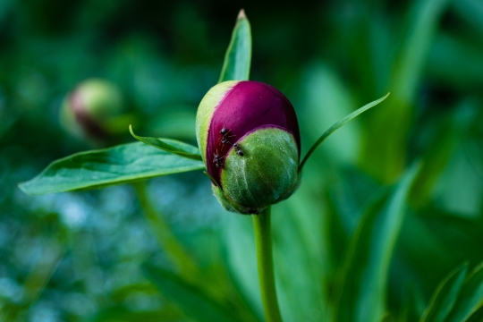 虚化背景户外红色花苞玫瑰植物蚂蚁