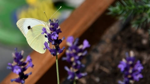 唯美蝴蝶高清自然风光桌面壁纸