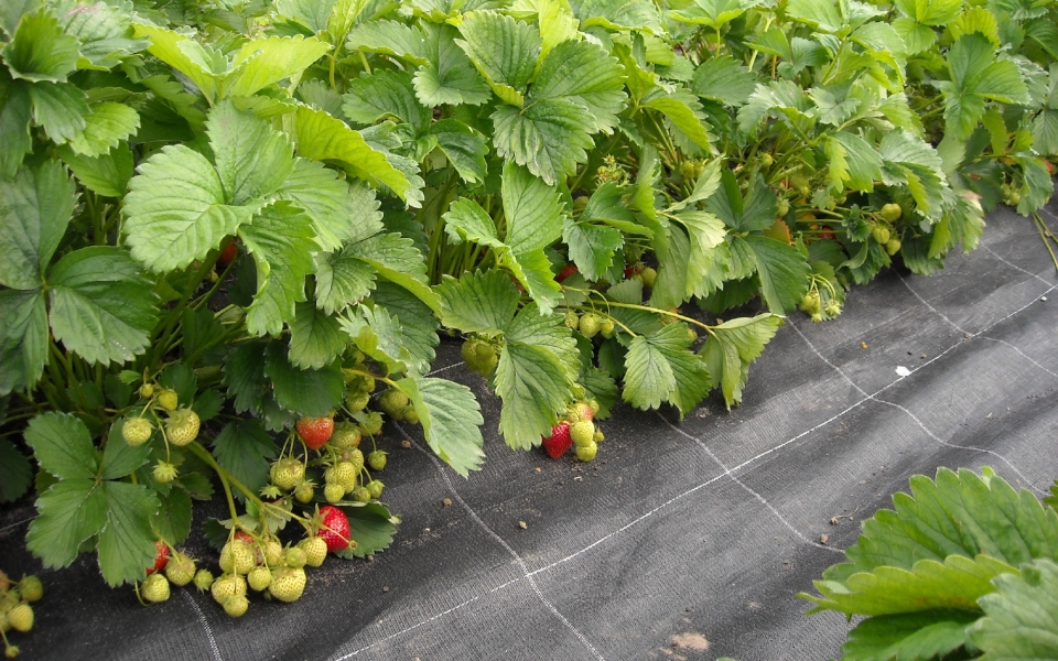 草莓园等待采摘的草莓自然风光高清桌面壁纸