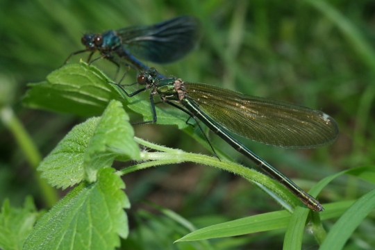 阳光户外自然绿色植物蜻蜓昆虫