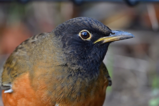 虚化背景户外野生彩色鸟类动物