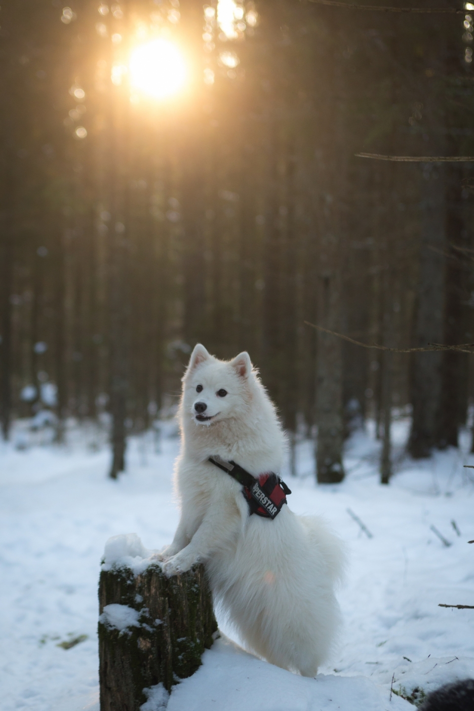 阳光雪后冬天自然森林白色萨摩耶犬类动物