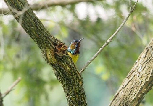 户外自然树木树干小巧野生鸟类动物