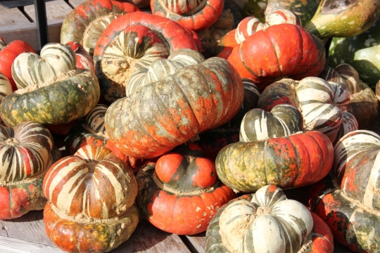 满地红色黑色白色绿色窝瓜食物摄影