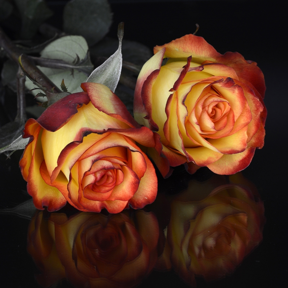 黑色背景桌面浪漫橙色花朵玫瑰植物