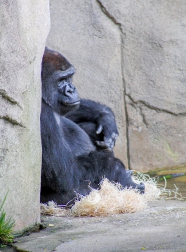 自然户外石质墙壁前黑色野生大猩猩