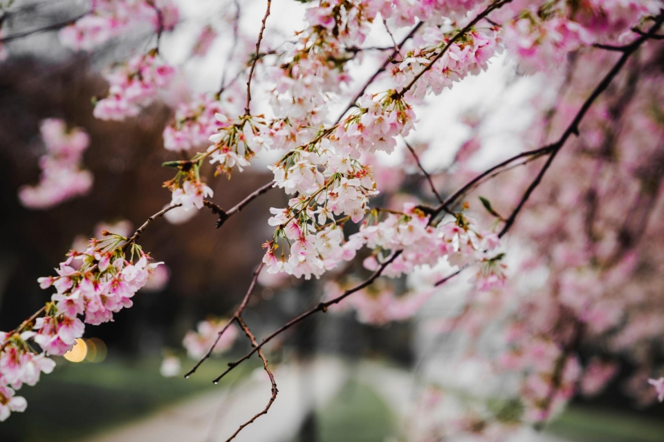 粉色樱花高清桌面壁纸