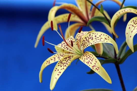 蓝色背景绿色枝干黄色花朵植物