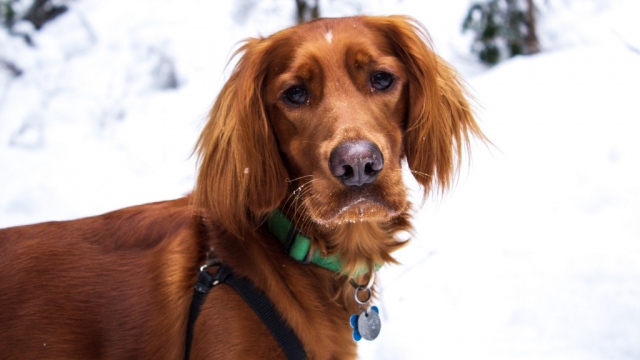 爱尔兰雪达犬唯美小狗高清桌面壁纸