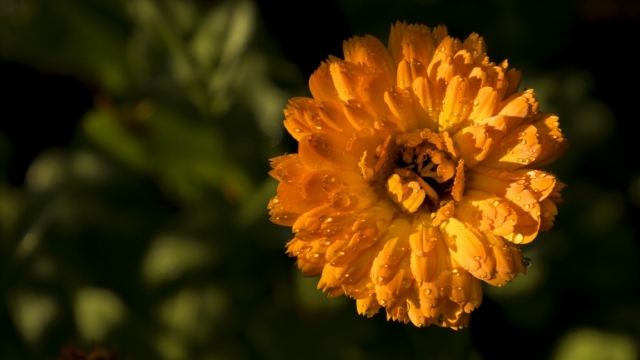 唯美清新金盏花高清自然风光桌面壁纸