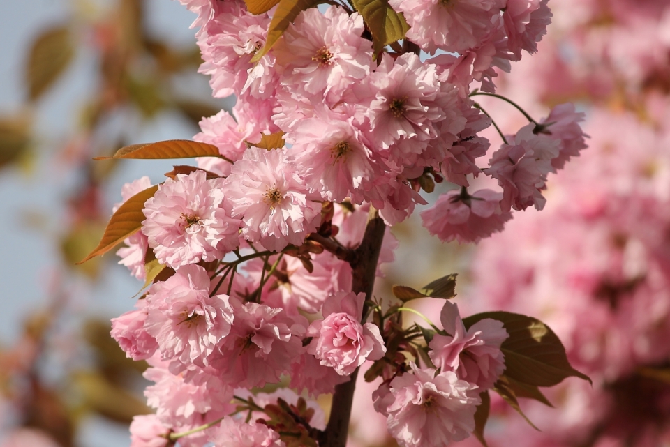 春天阳光户外树木树枝粉色浪漫樱花
