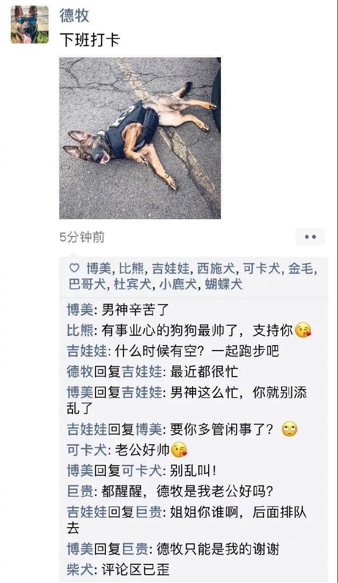 狗狗的朋友圈图片