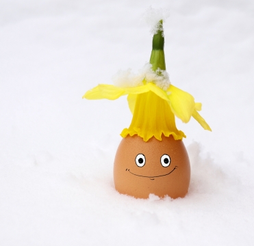 白色雪地蛋壳装饰自然清新黄色花朵