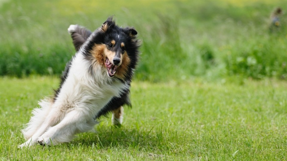 苏牧犬动物高清桌面壁纸