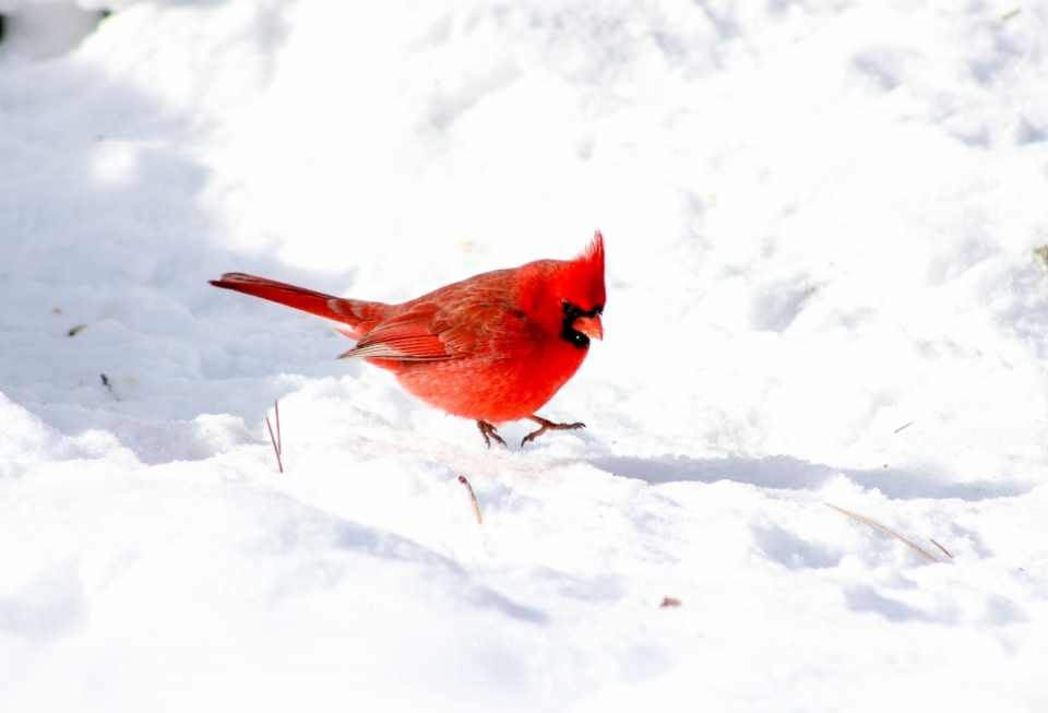 阳光下冬天白色雪地红色鸟类动物