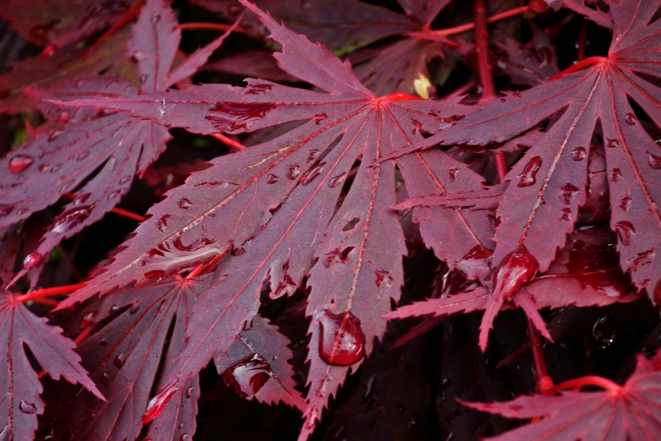 沾满露水暗红色枫叶植物微距拍摄