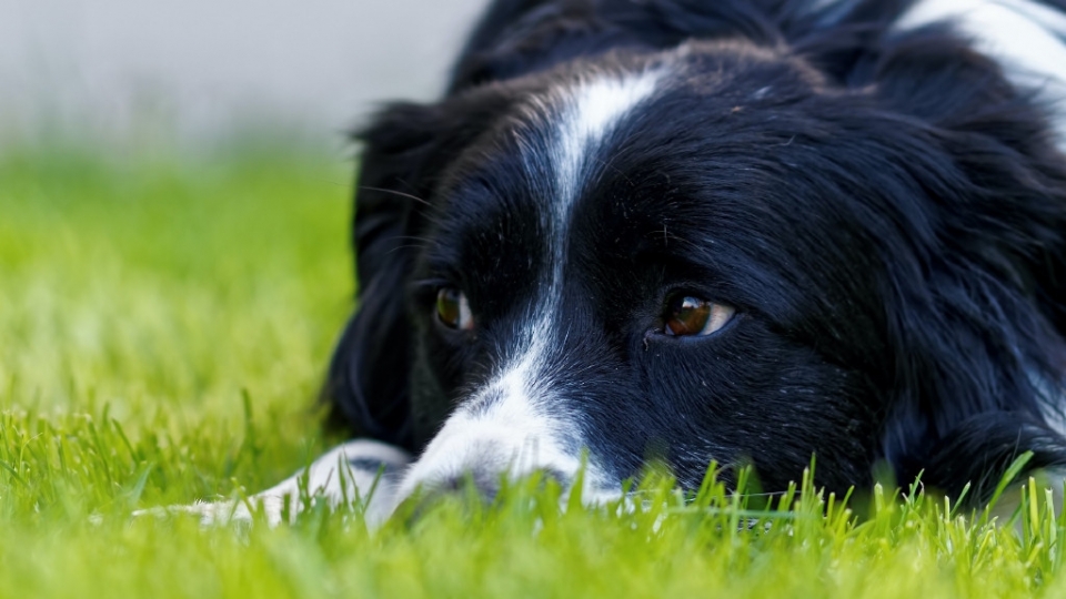 牧羊犬高清桌面壁纸图片