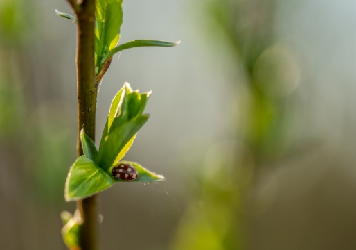 阳光户外自然植物绿色叶子上昆虫