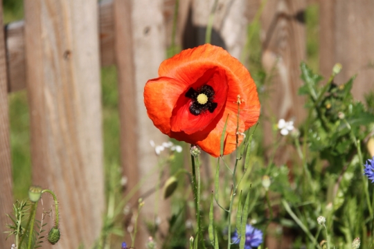 阳光户外草坪清新红色花朵自然植物