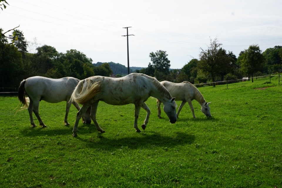 阳光下三匹健壮的白马在吃草