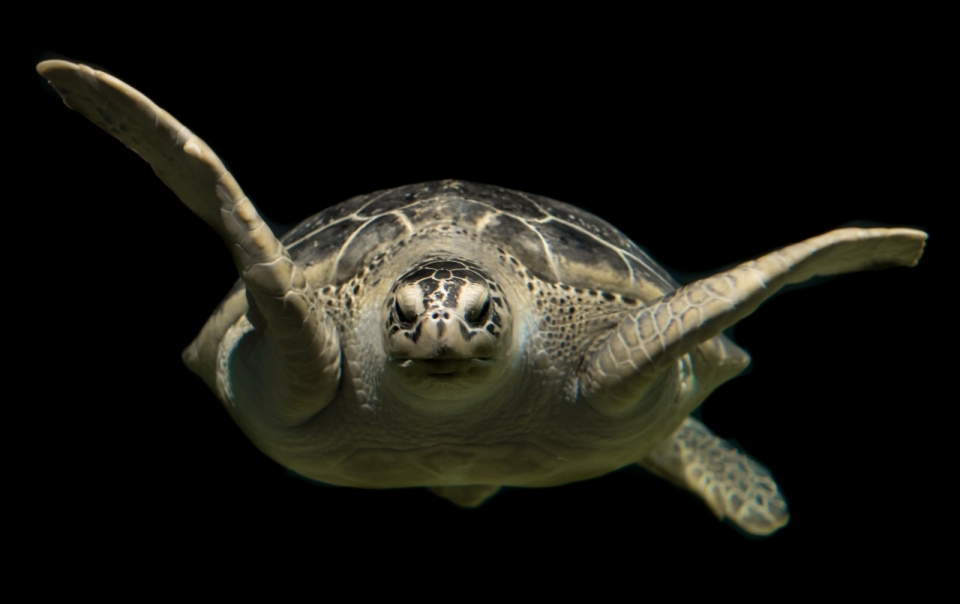 飞翔的海龟创意艺术摄影