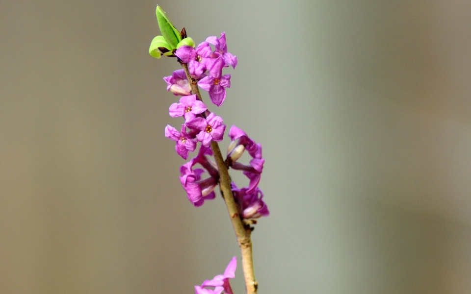 瑞香花自然风光优美风景秀丽高清桌面壁纸