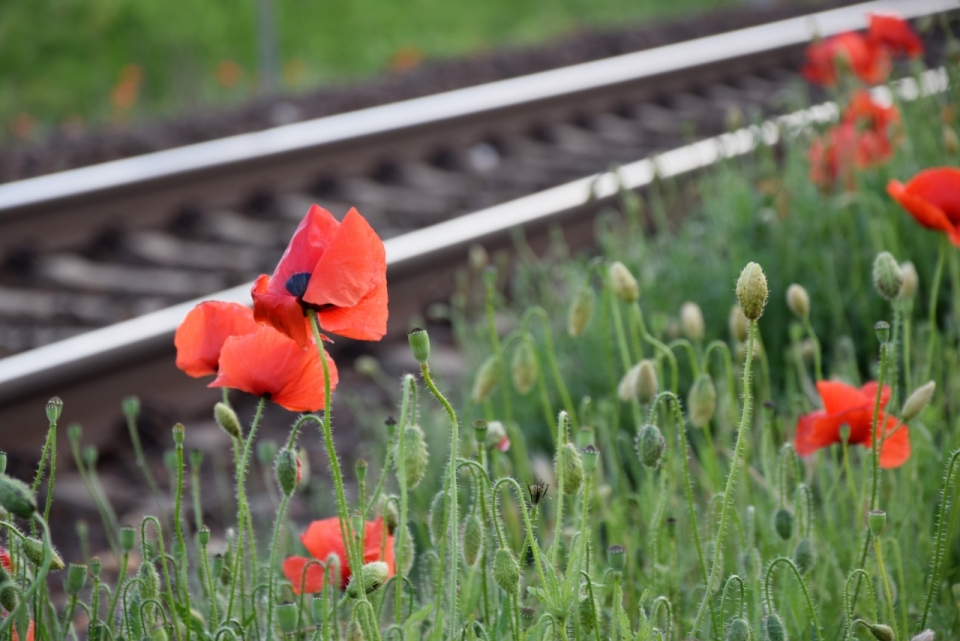 铁路轨道边绿色草坪红色花朵植物