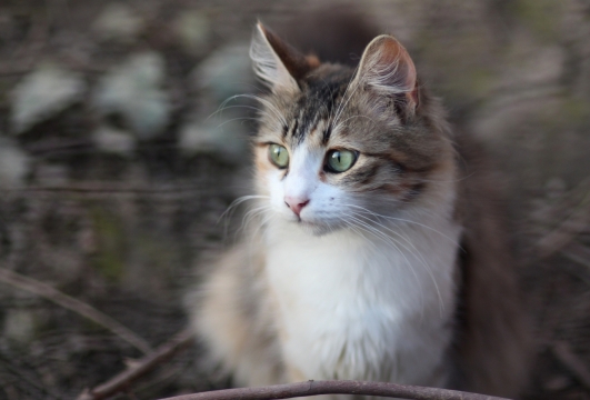 虚化背景户外绿色眼睛可爱宠物猫